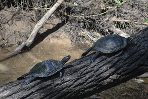  red-eared sliders