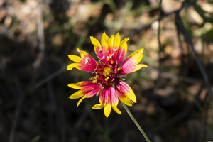 firewheel