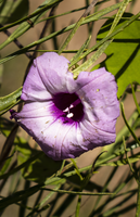 morning glory