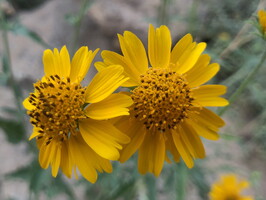 Cowpen Daisy