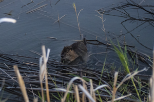 bing bend muskrat