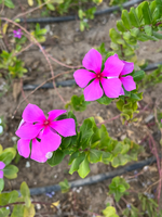 Pink Periwinkle
