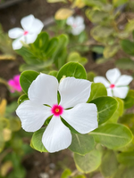 Madagascar Periwinkle
