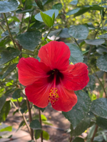 Hibiscus